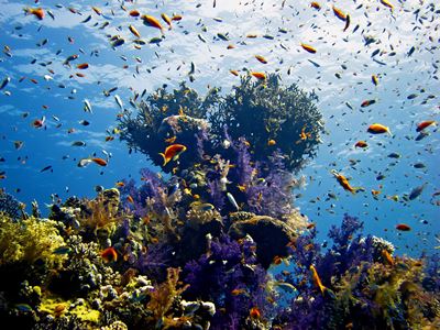 Egypten och Röda Havet